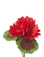 Load image into Gallery viewer, Two-Tone Geranium Plant
