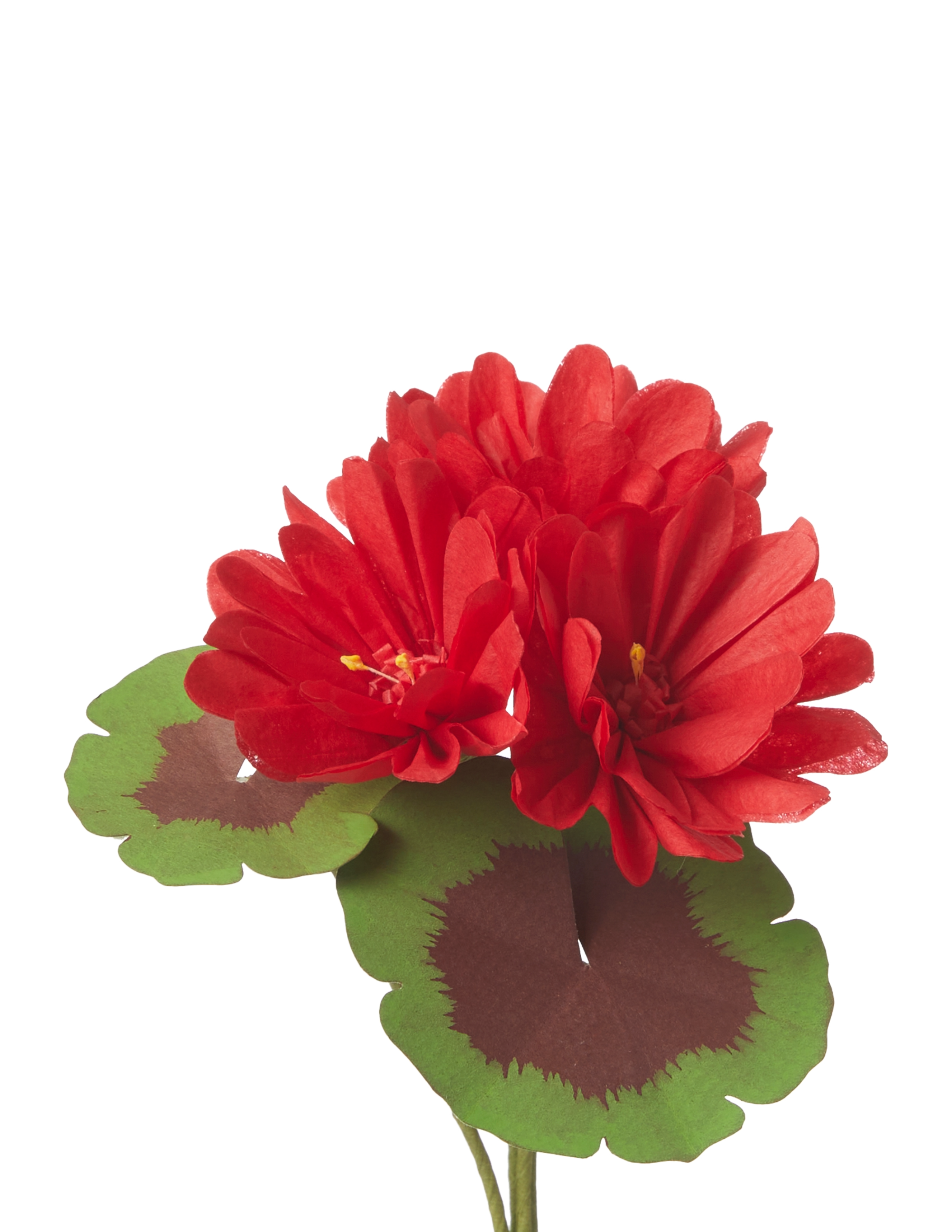 Mini Bloom Geraniums Mini Two-Tone Geranium Plant – The Green Vase