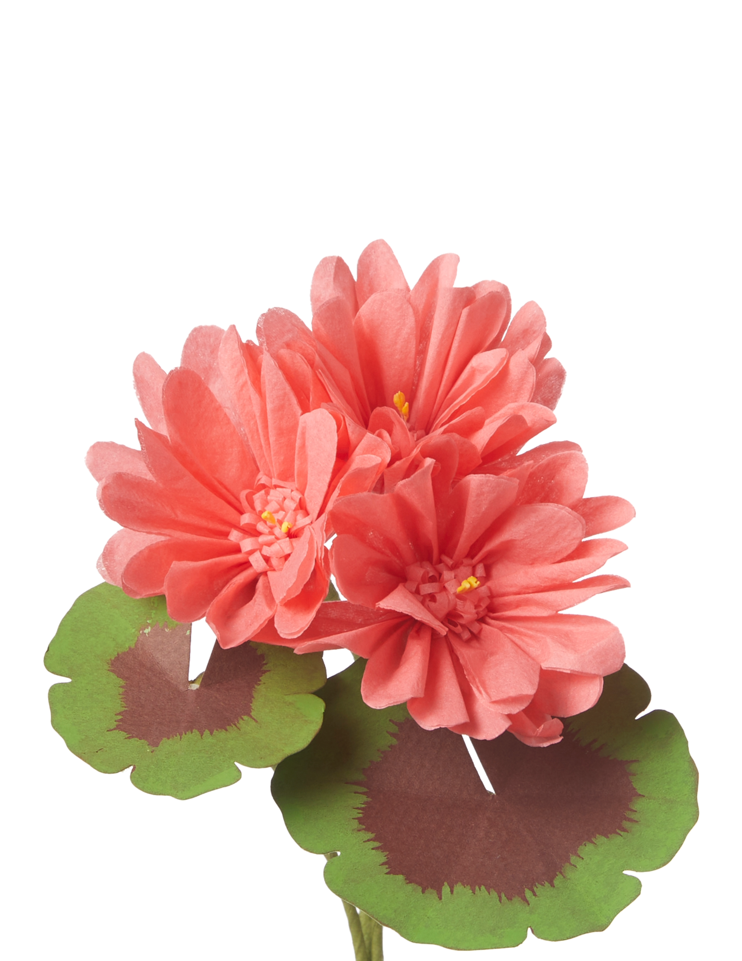 Mini Bloom Geraniums Mini Two-Tone Geranium Plant – The Green Vase