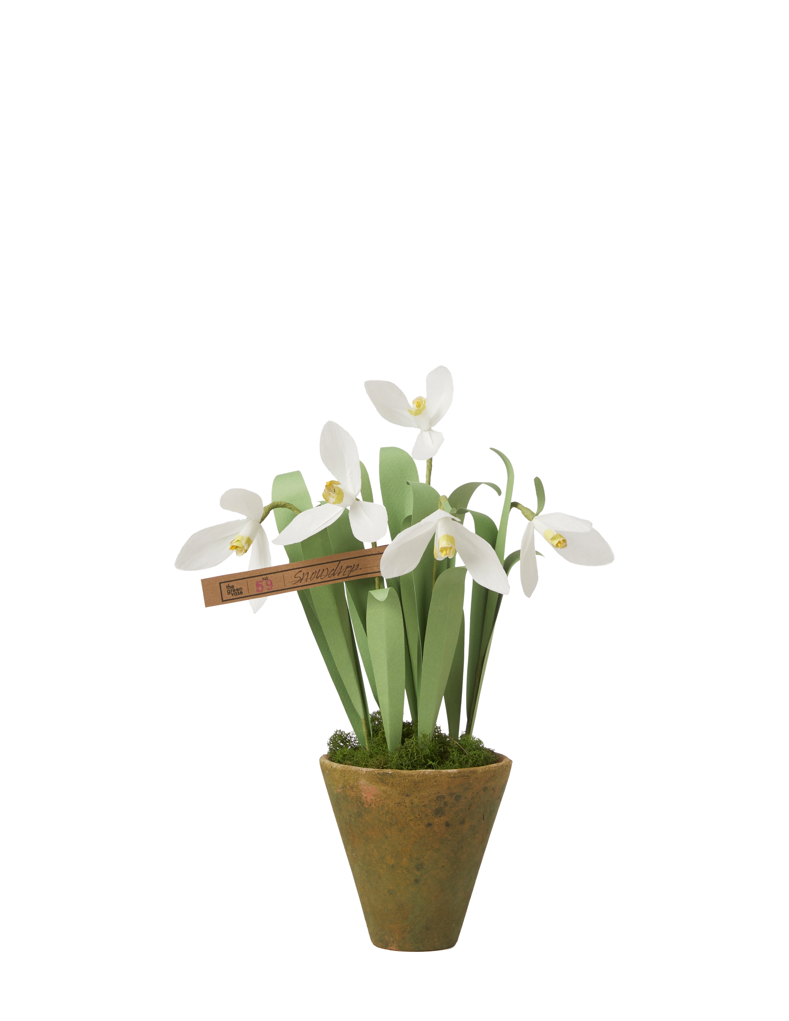 planting snowdrops in pots Snowdrop Plant
