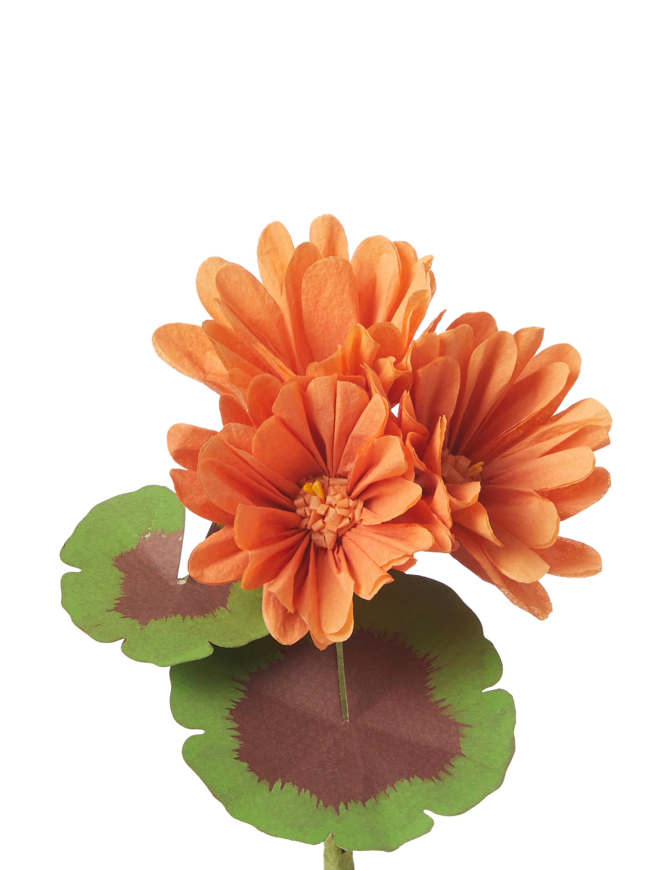 Mini Bloom Geraniums Mini Two-Tone Geranium Plant – The Green Vase