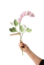 Load image into Gallery viewer, Sweet Pea
