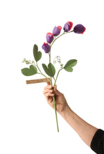 Load image into Gallery viewer, Sweet Pea
