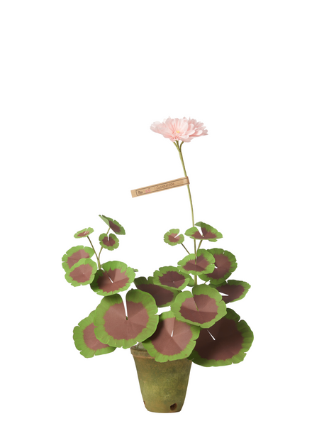 Mini Bloom Geraniums Mini Two-Tone Geranium Plant – The Green Vase