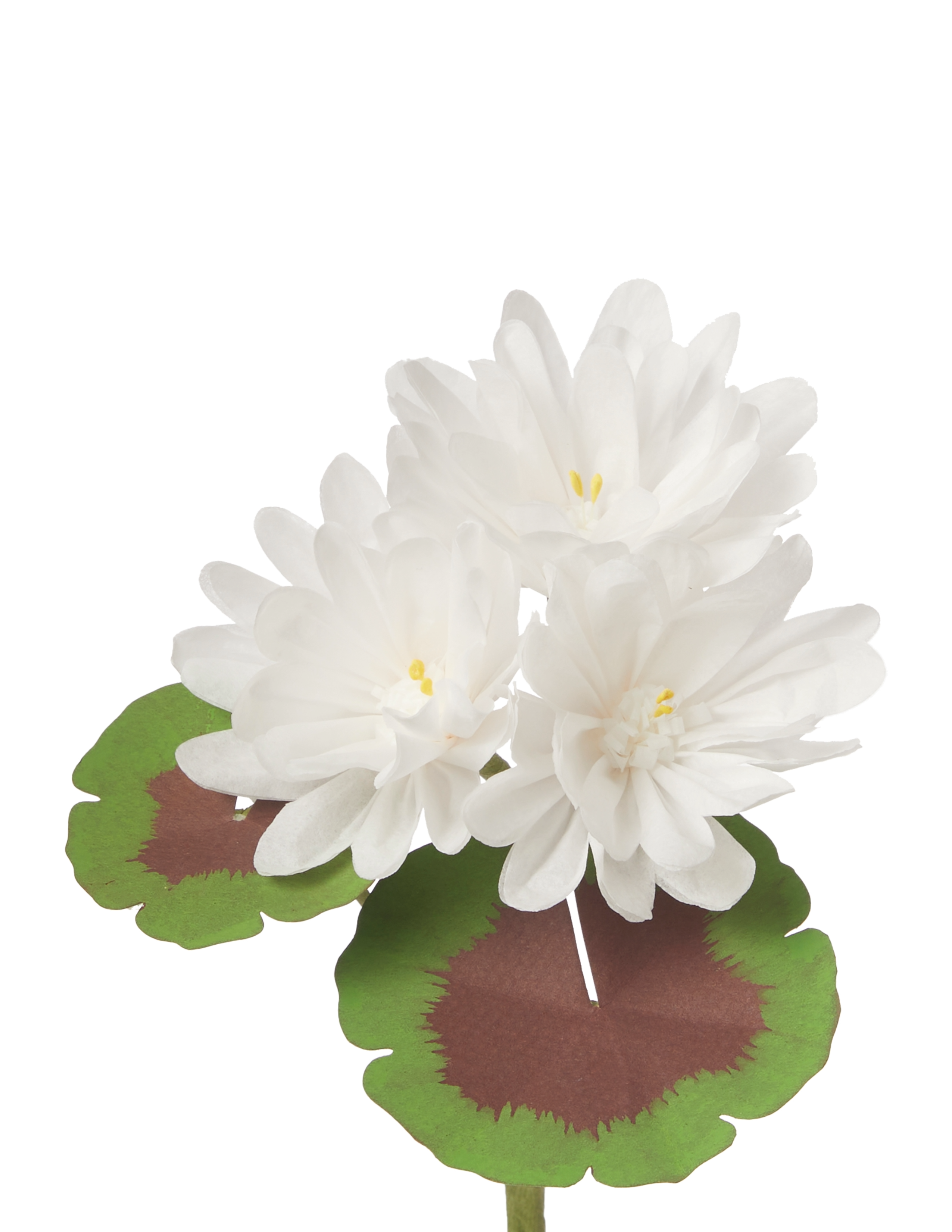 Mini Bloom Geraniums Mini Two-Tone Geranium Plant – The Green Vase