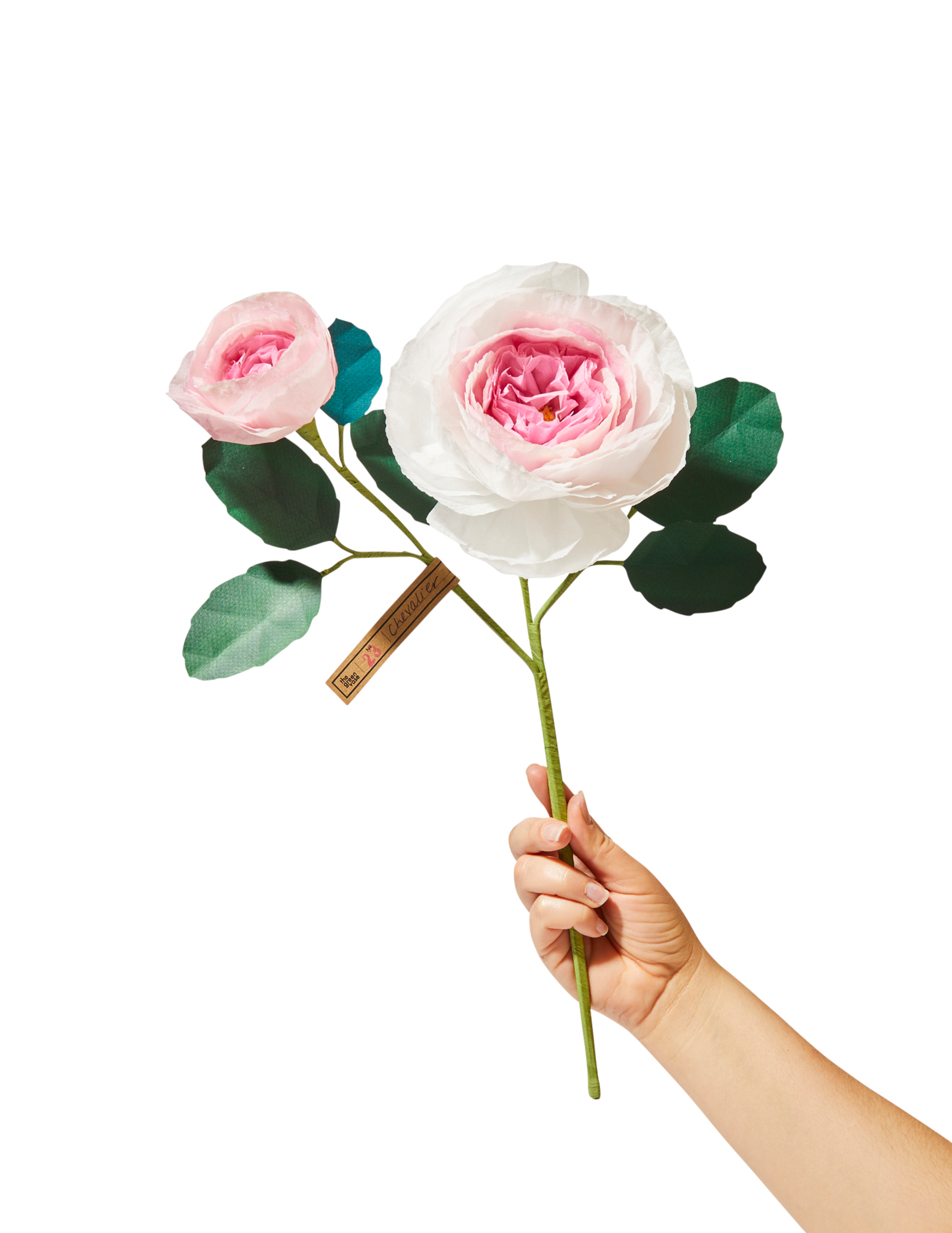 Rose Chevalier Stem