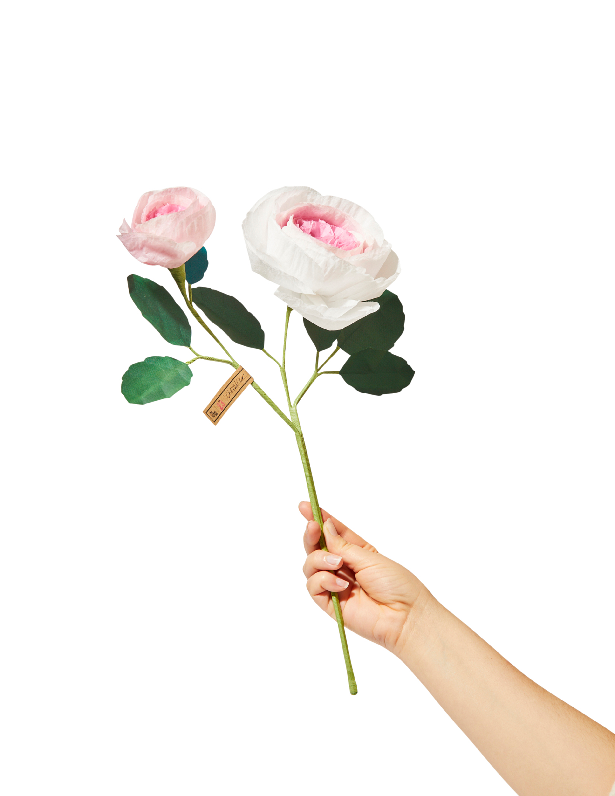 Rose Chevalier Stem