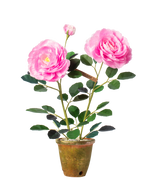 Load image into Gallery viewer, Rose Floribunda Plant
