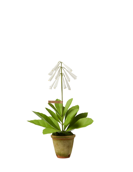 can you buy tobacco plants Tobacco Plant