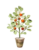 Load image into Gallery viewer, Citrus Tree
