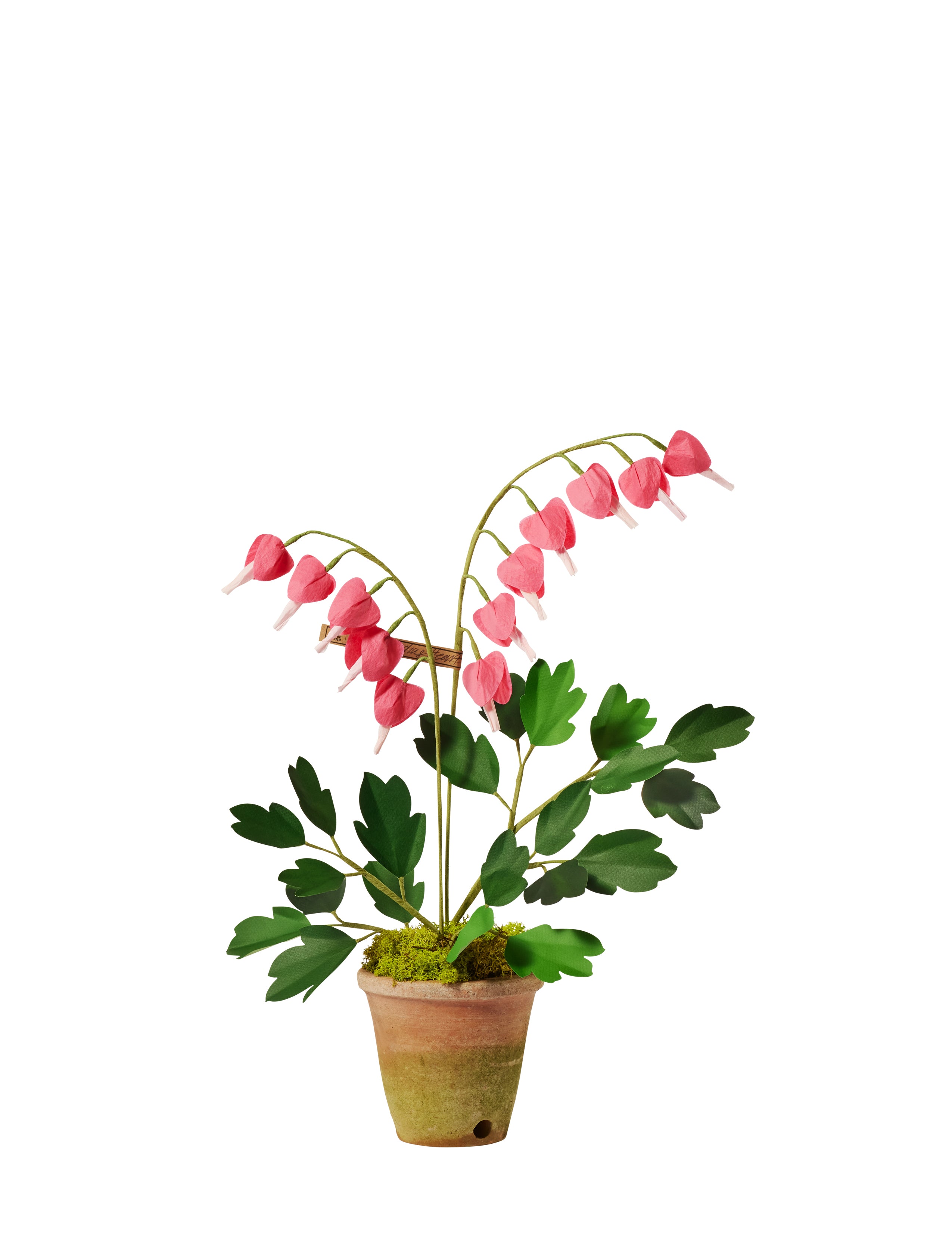 potted bleeding heart plant Bleeding Heart Plant