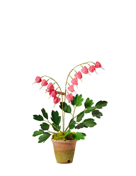 Bleeding Heart Plant – The Green Vase