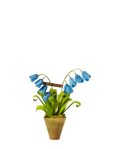 Mini Bluebell Plant