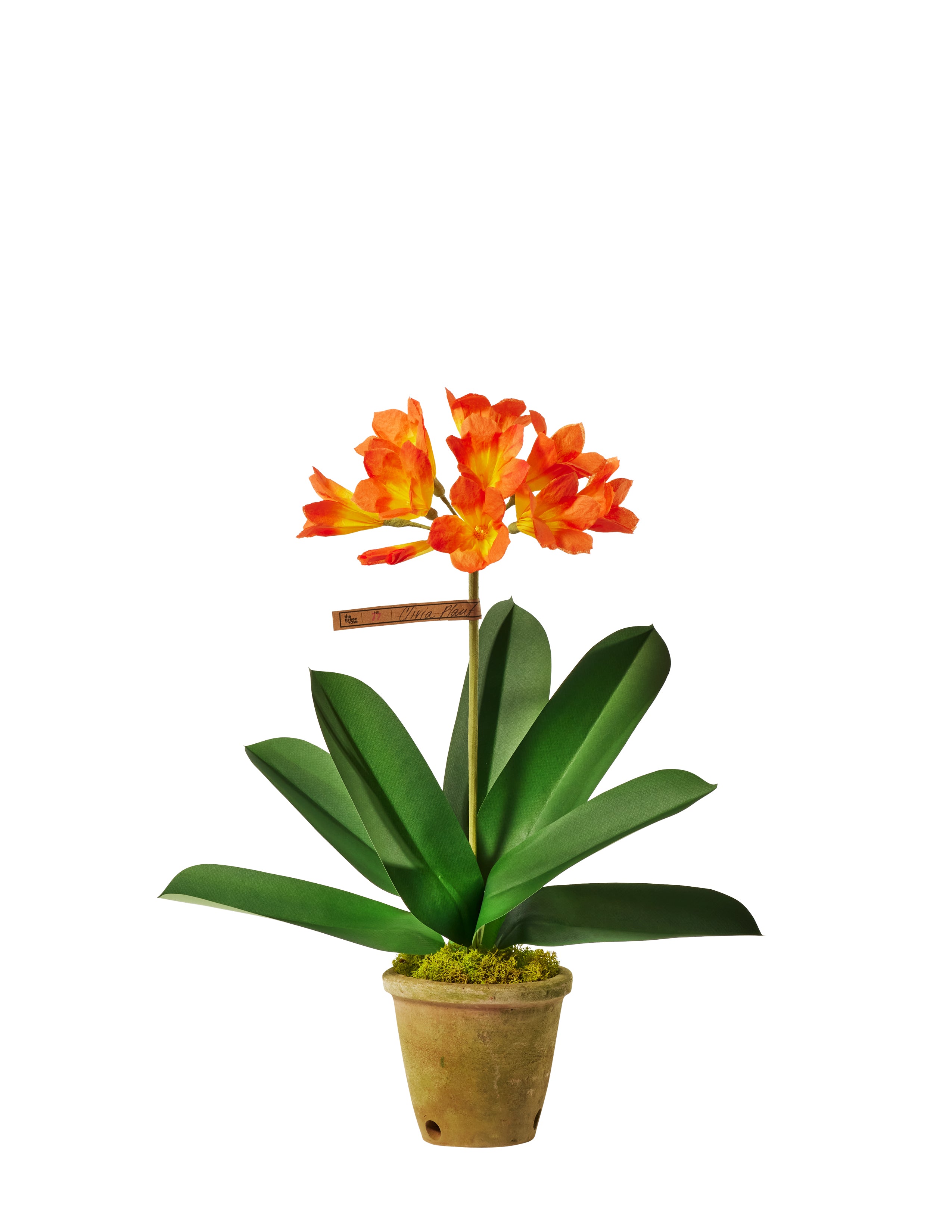 planting clivias in pots Clivia Plant – The Green Vase