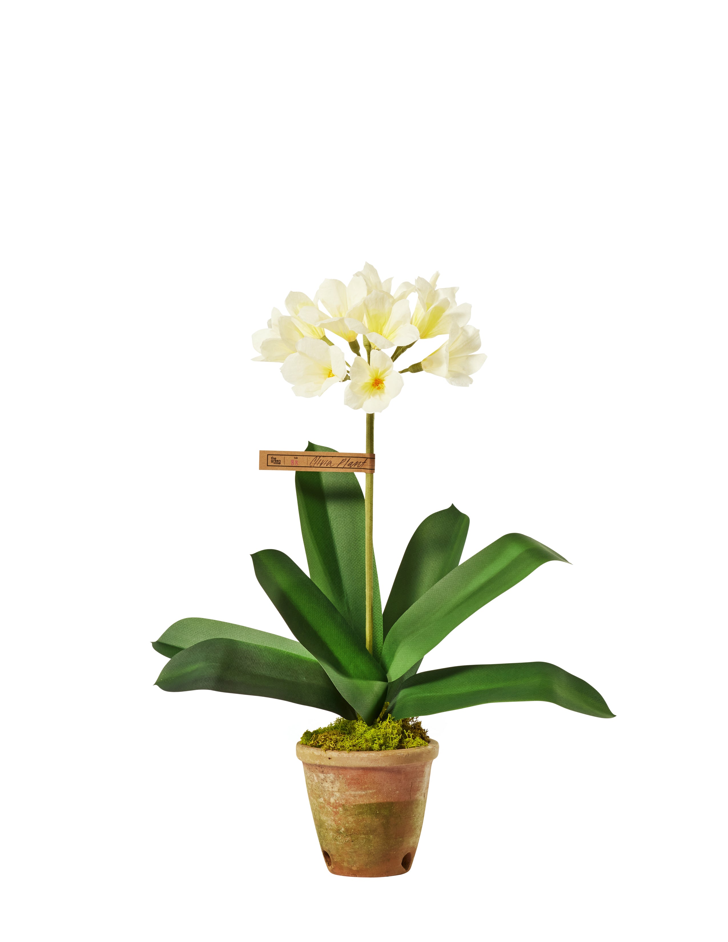 clivia plants in pots Clivia Plant – The Green Vase