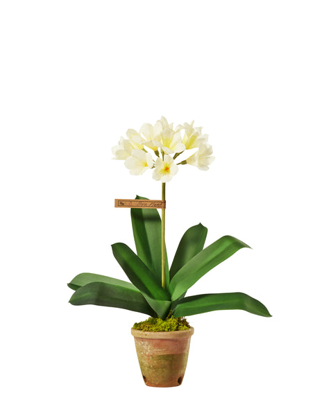 planting clivias in pots Clivia Plant – The Green Vase