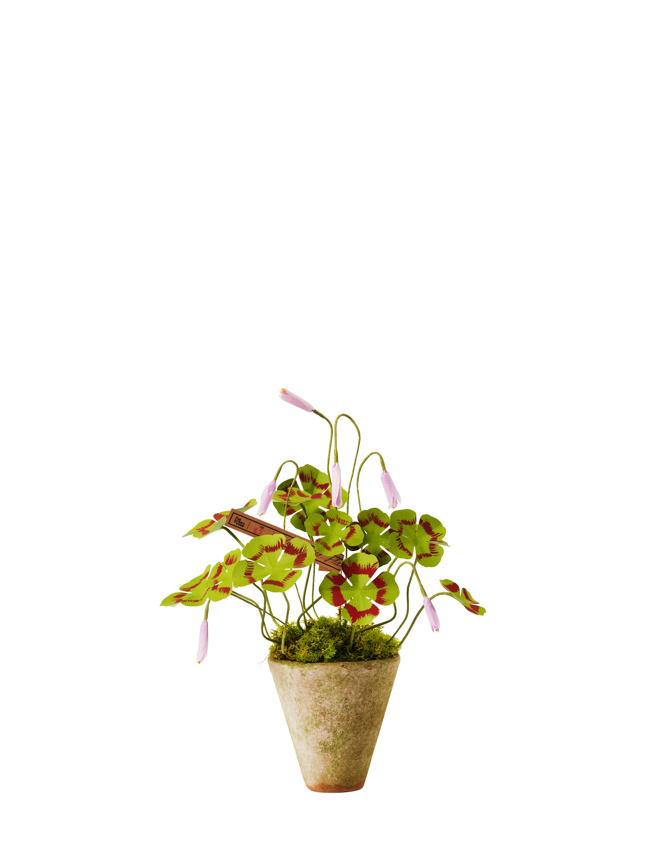 Mini Clover Plant