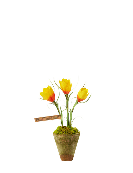 crocus potted plants Crocus Plant – The Green Vase