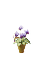 Load image into Gallery viewer, Cyclamen Plant
