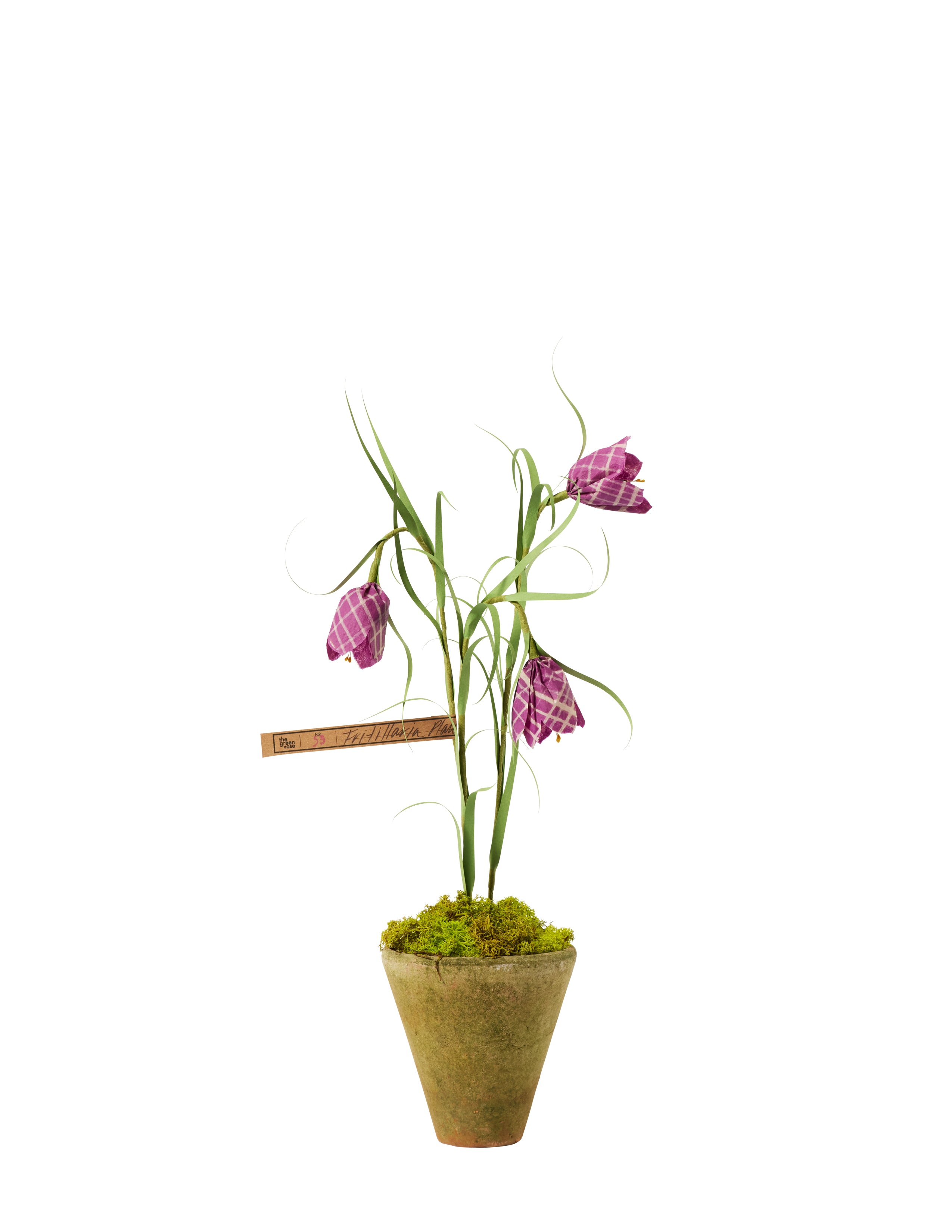 can you plant fritillaria in pots Fritillaria Plant – The Green Vase