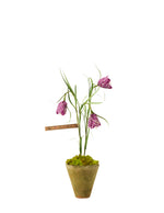 Load image into Gallery viewer, Mini Fritillaria Plant
