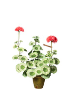 Load image into Gallery viewer, Geranium Plant
