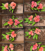 Load image into Gallery viewer, Paper Garden Club
