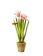 Load image into Gallery viewer, Japanese Iris Plant
