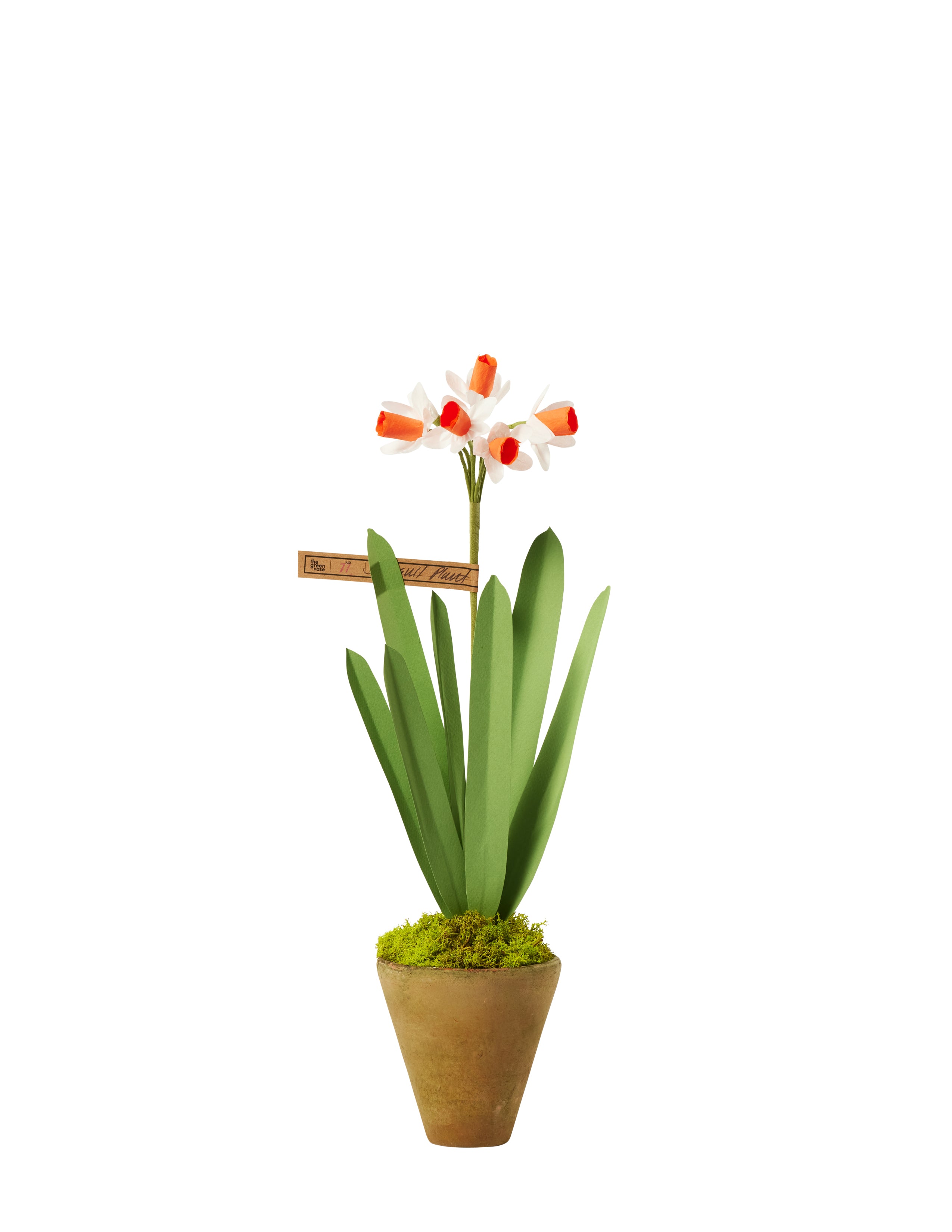 Mini Jonquil Plant