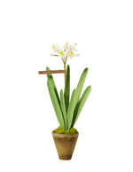 Load image into Gallery viewer, Mini Jonquil Plant
