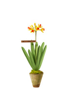 Load image into Gallery viewer, Mini Jonquil Plant

