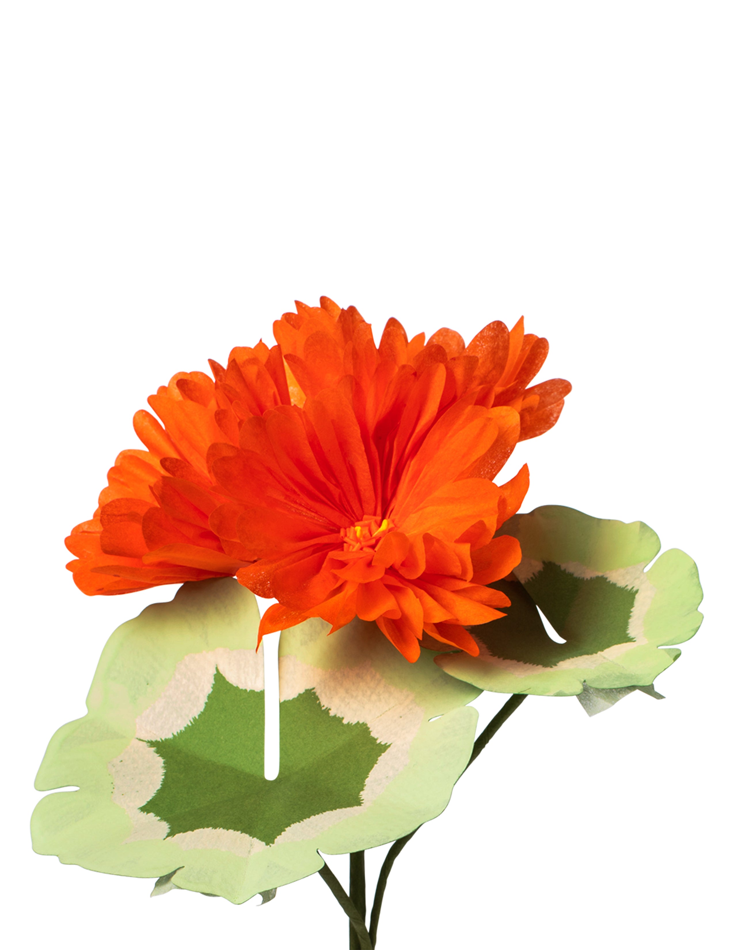 Mini Bloom Geraniums Mini Geranium Plant – The Green Vase