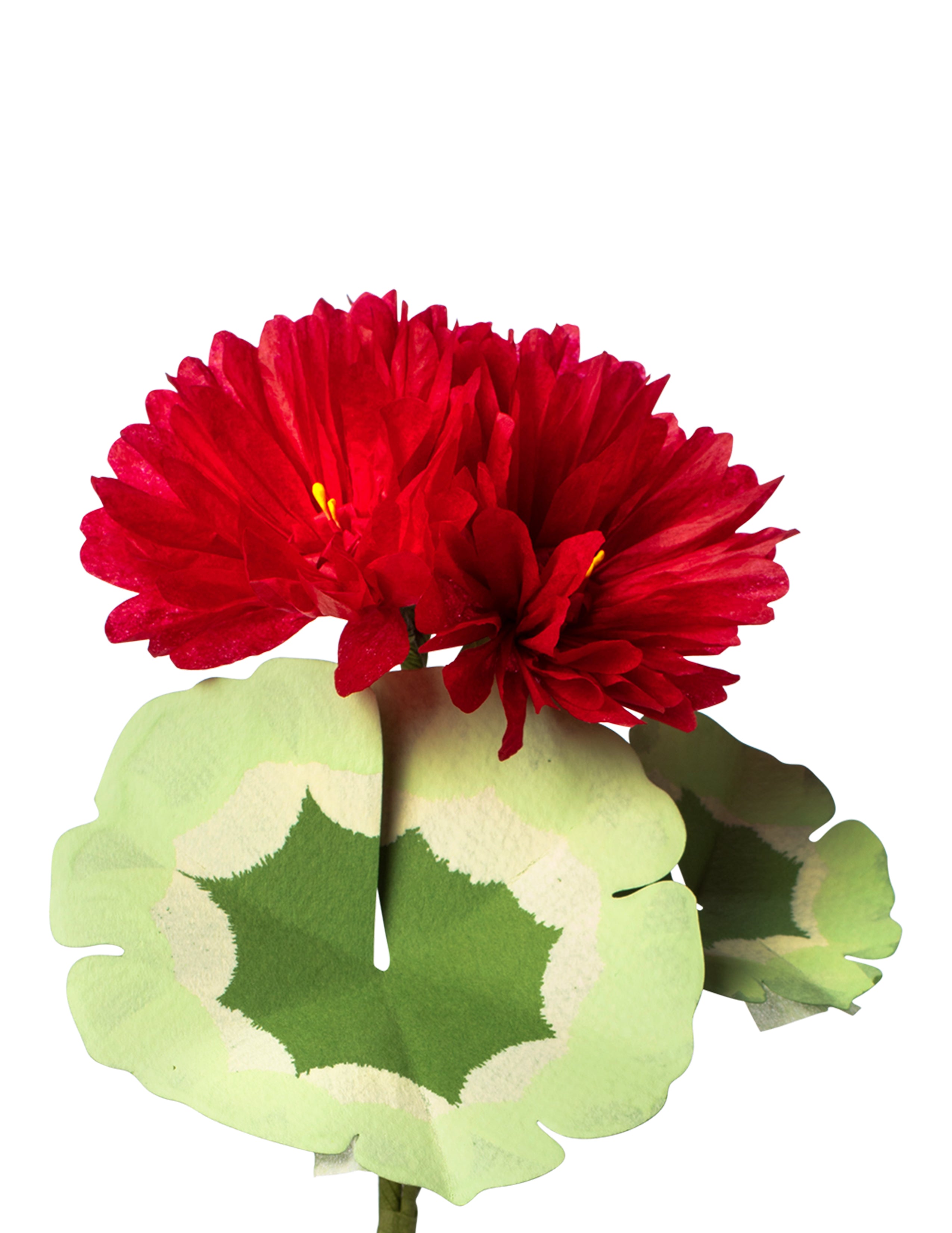 Mini Geranium Plant – The Green Vase