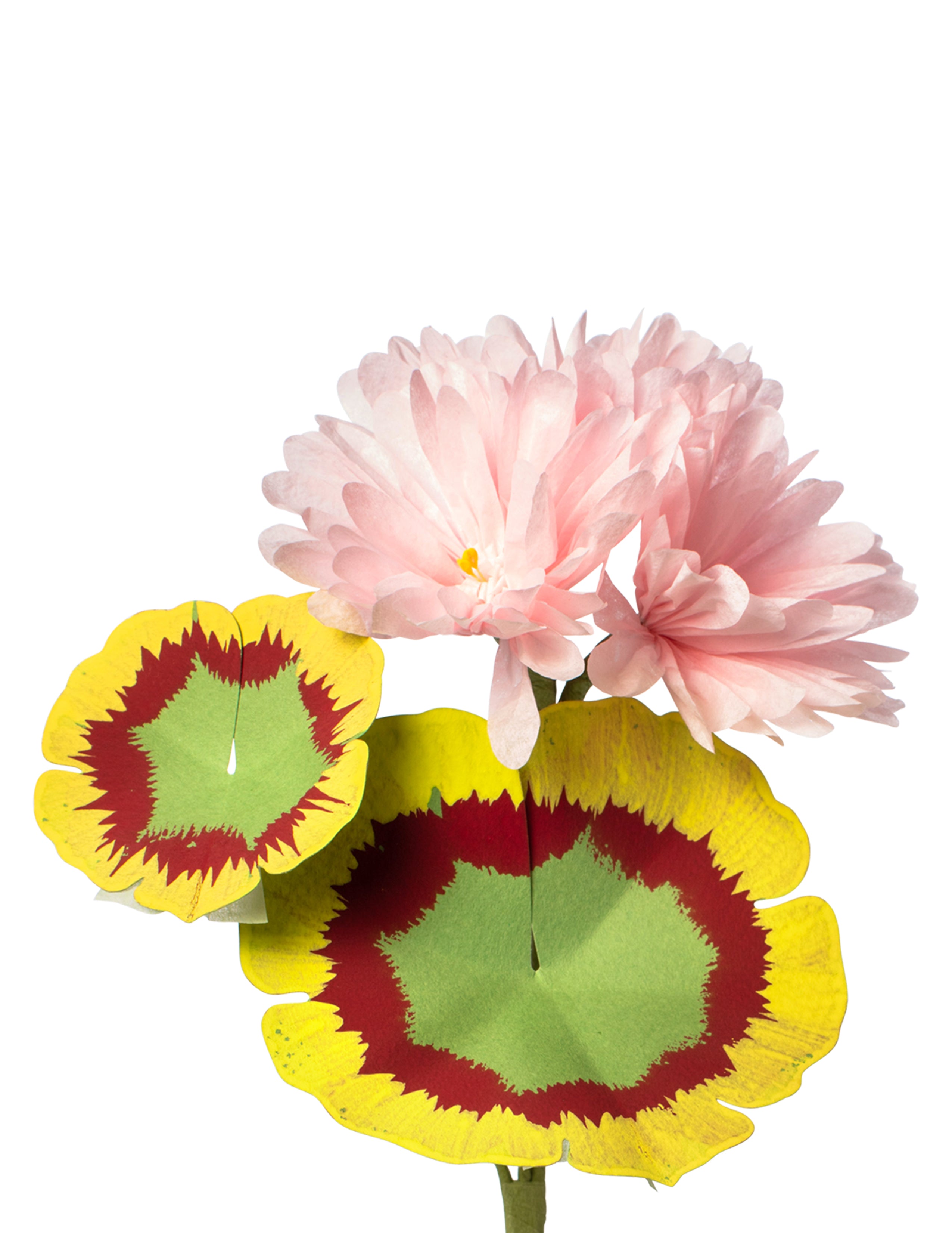 Mini Bloom Geraniums Mini Geranium Plant – The Green Vase