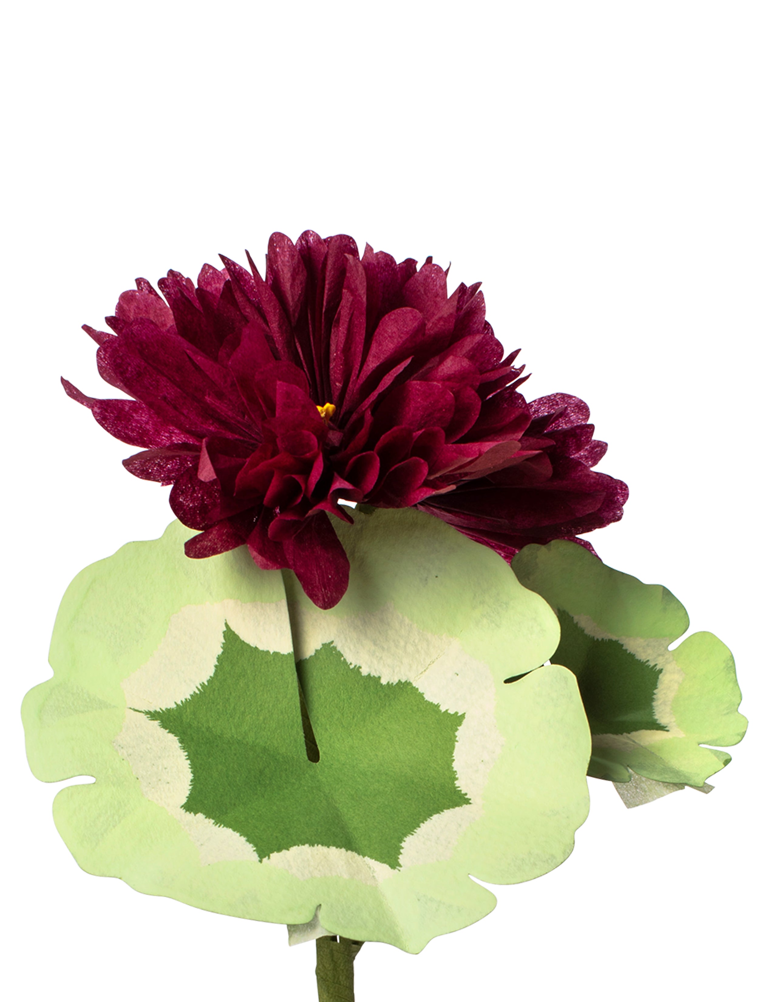 Mini Geranium Plant – The Green Vase