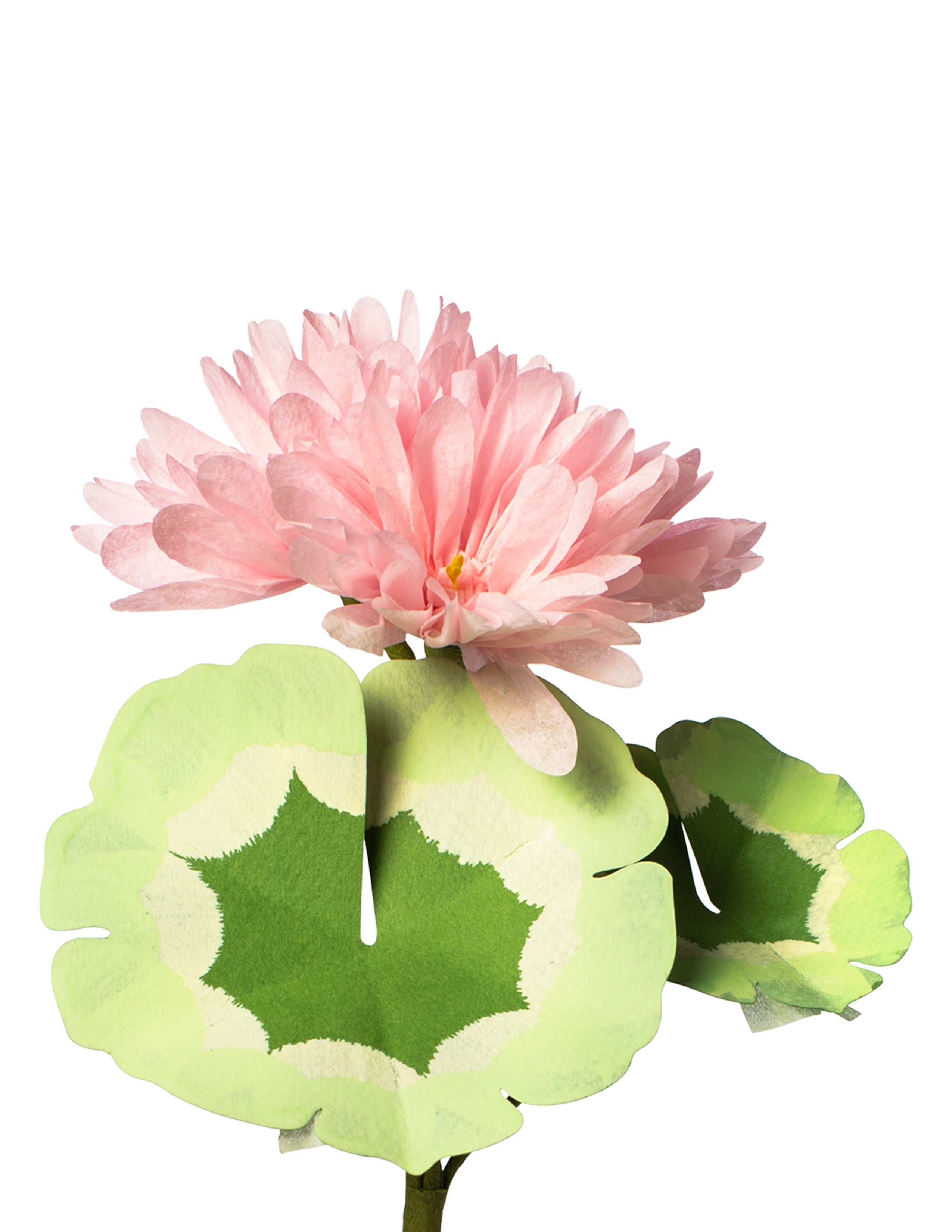 Mini Bloom Geraniums Mini Geranium Plant – The Green Vase
