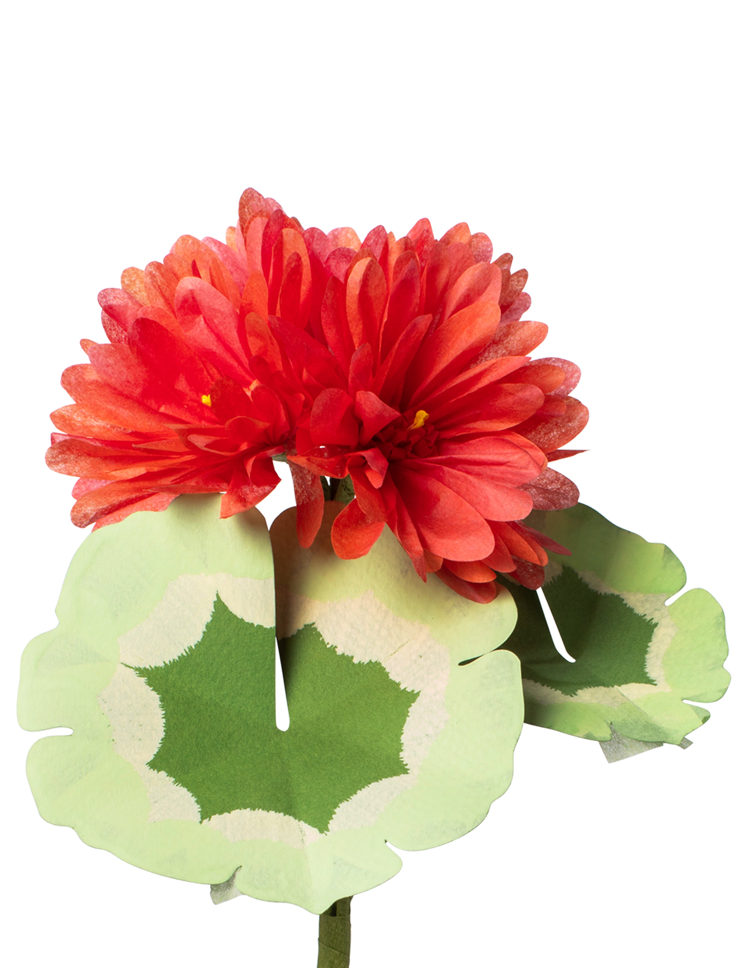 Mini Geranium Plant – The Green Vase
