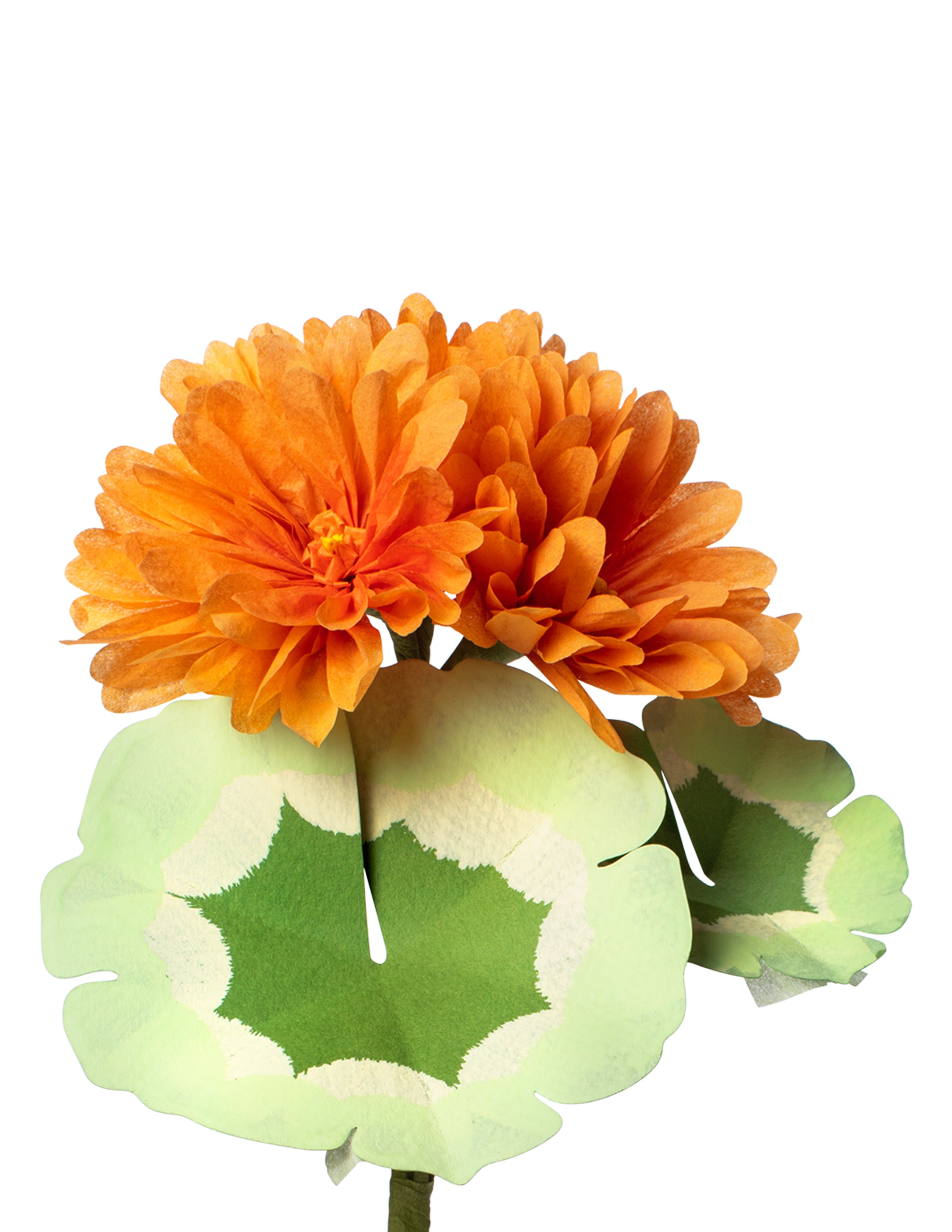 Mini Geranium Plant – The Green Vase
