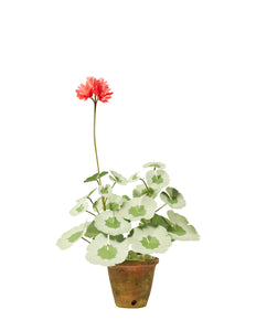 Mini Geranium Plant
