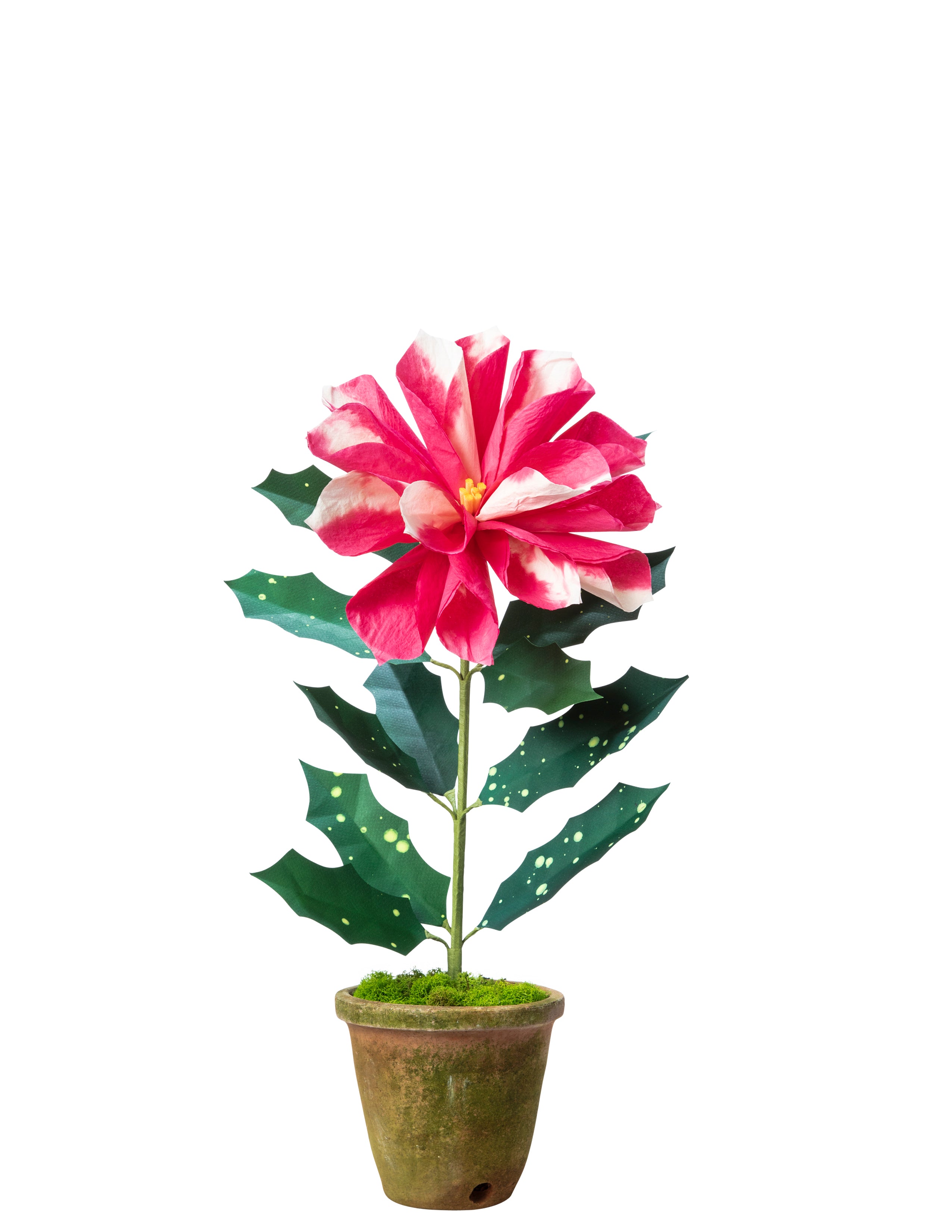 plastic poinsettia plants Poinsettia Plant – The Green Vase
