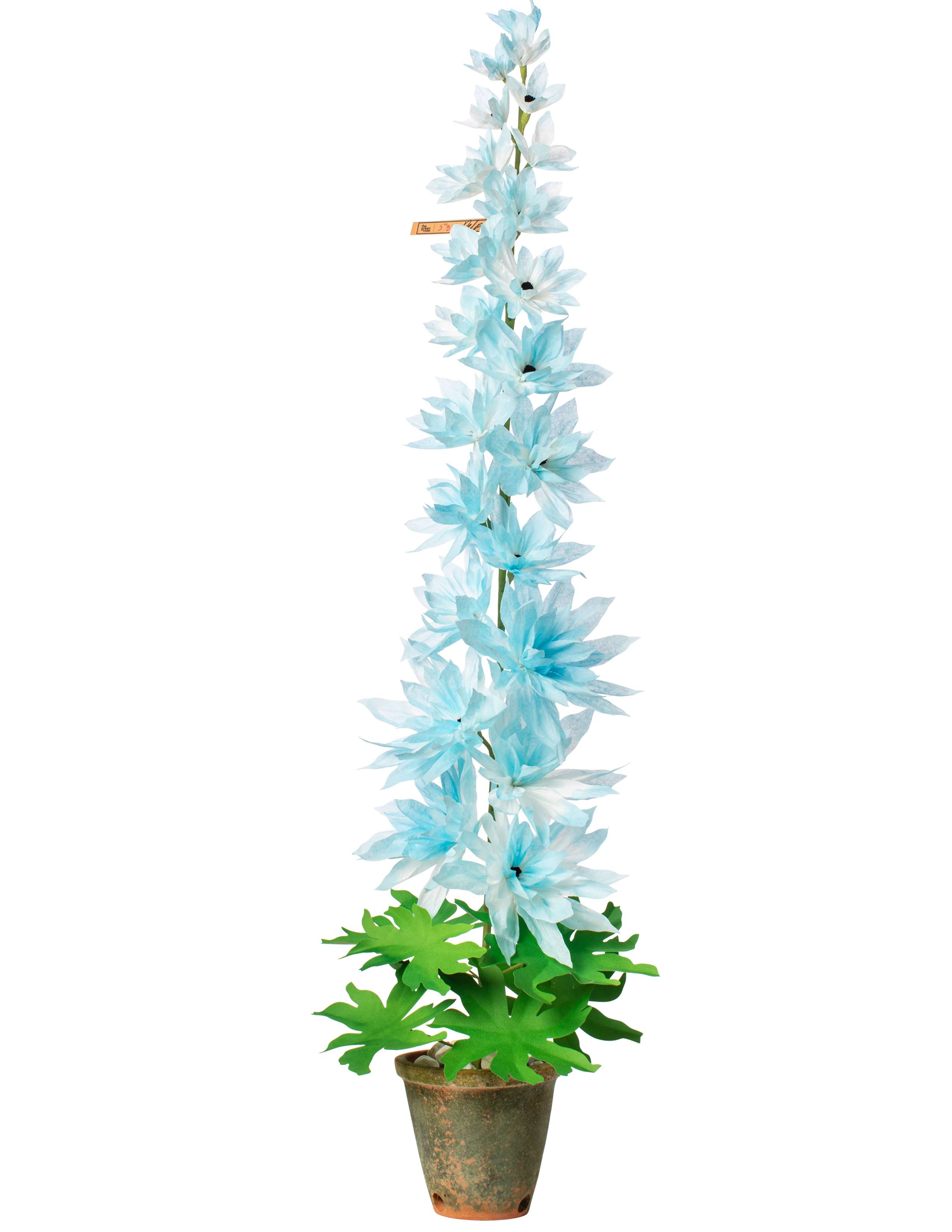 potted delphinium plants for sale Delphinium Plant – The Green Vase