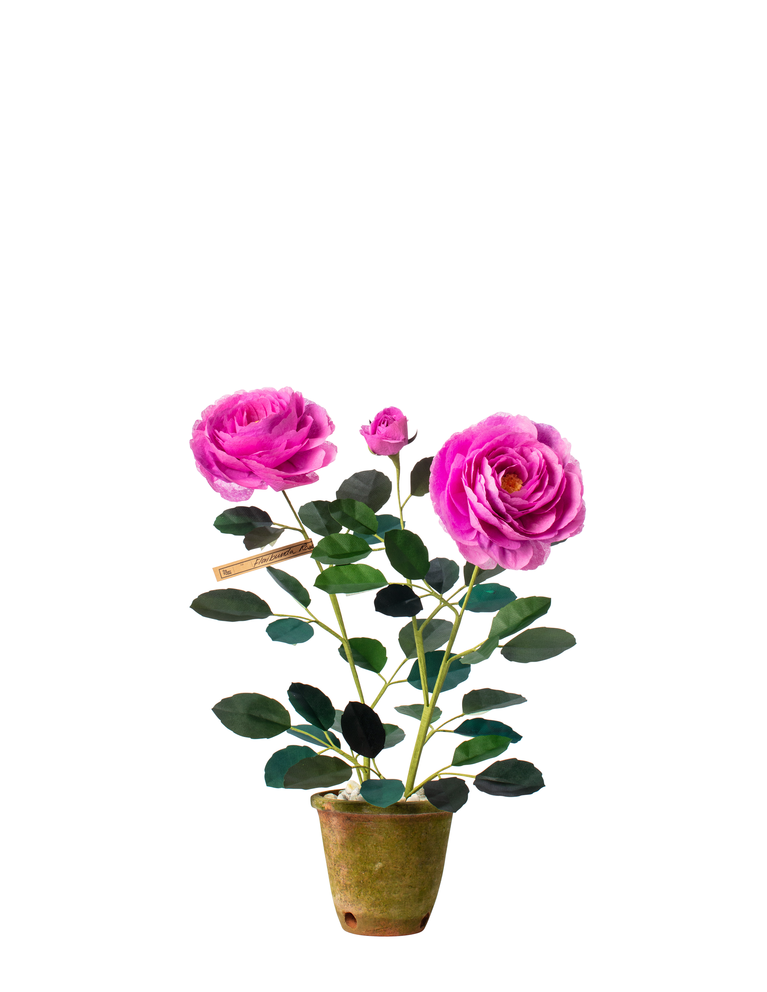 Floribunda Rose Plant