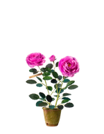 Load image into Gallery viewer, Floribunda Rose Plant
